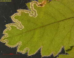 Image of Stigmella nylandriella (Tengström 1848) Beirne 1945