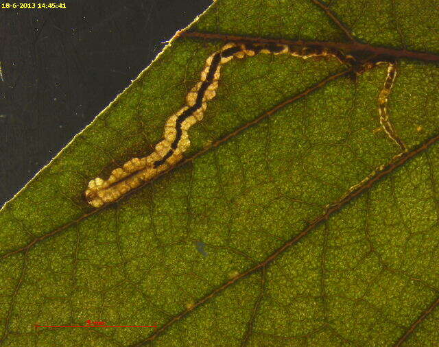 Image of Stigmella lapponica (Wocke 1862) Fletcher et al. 1945