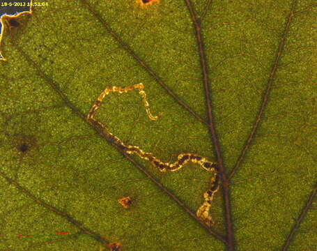 صورة Stigmella lapponica (Wocke 1862) Fletcher et al. 1945