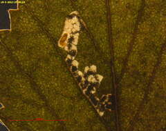 Image de Stigmella luteella (Stainton 1857) Beirne 1945