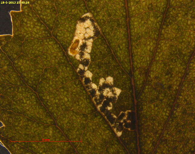 Image of Stigmella luteella (Stainton 1857) Beirne 1945
