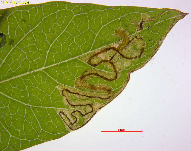 Image de Stigmella freyella (Heyden 1858) Vári 1950