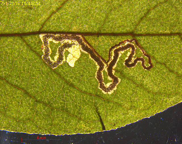 Sivun Stigmella corylifoliella (Clemens 1861) Wilkinson et al. 1979 kuva