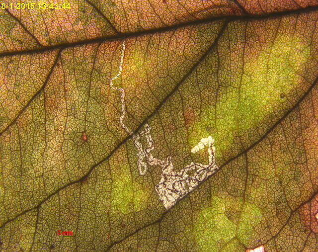 صورة Stigmella oxyacanthella (Stainton 1854) Beirne 1945