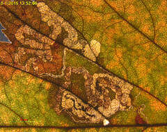 صورة Stigmella oxyacanthella (Stainton 1854) Beirne 1945