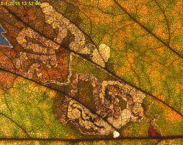 Imagem de Stigmella oxyacanthella (Stainton 1854) Beirne 1945