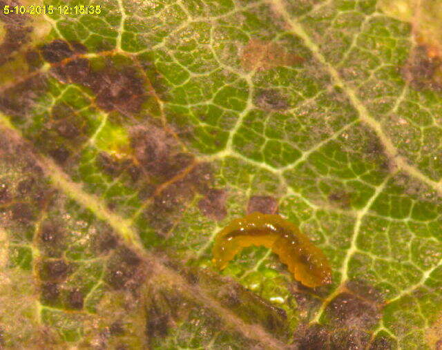 Image of Stigmella assimilella (Zeller 1848) Fletcher et al. 1945