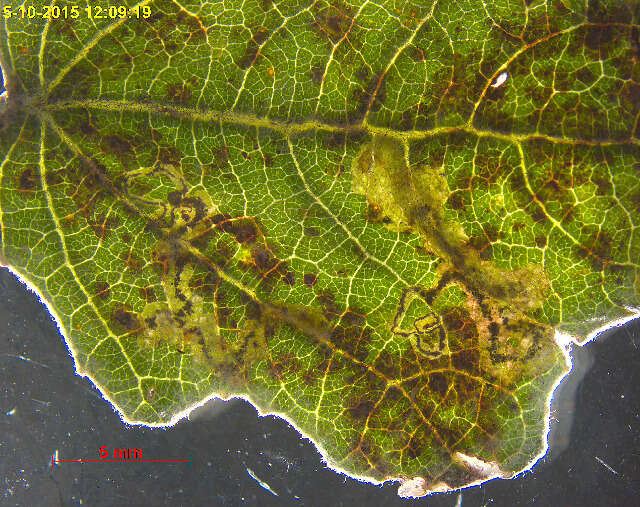 Image of Stigmella assimilella (Zeller 1848) Fletcher et al. 1945