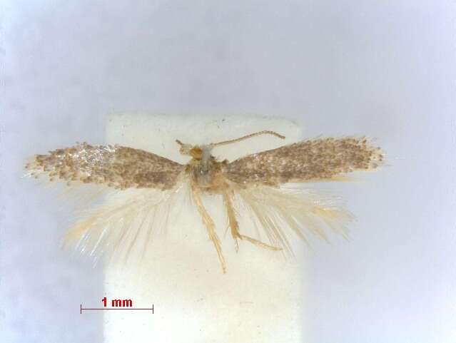 Image of Trifurcula Genistatriacanthos