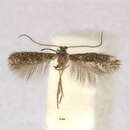 Image of Parafomoria cistivora (Peyerimhoff 1871) van Nieukerken 1983
