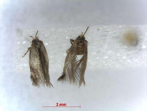 Image of Etainia albibimaculella (Larsen 1927) Puplesis et al. 1996