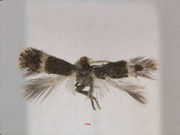 Image de Stigmella freyella (Heyden 1858) Vári 1950