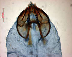 Image of Trifurcula pallidella (Duponchel 1843) Joannis 1915
