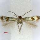 Image of Fomoria viridissimella (Caradja 1920) Diškus et al. 2003