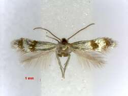 Image of Fomoria viridissimella (Caradja 1920) Diškus et al. 2003