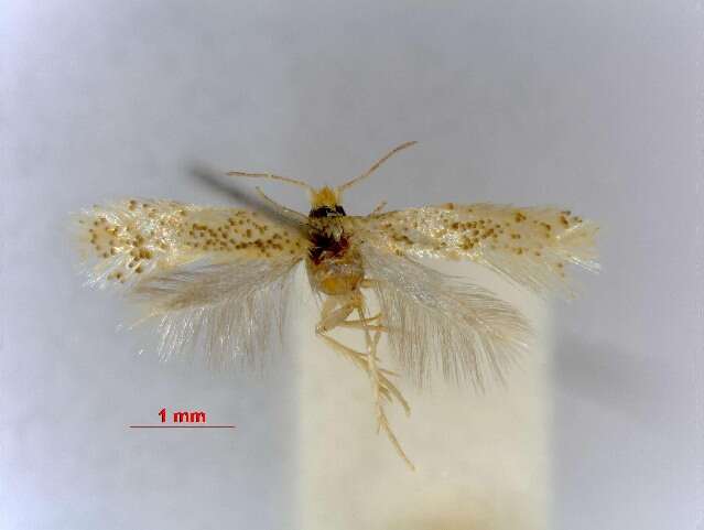 Image of Ectoedemia rufifrontella (Caradja 1920) van Nieukerken 1987