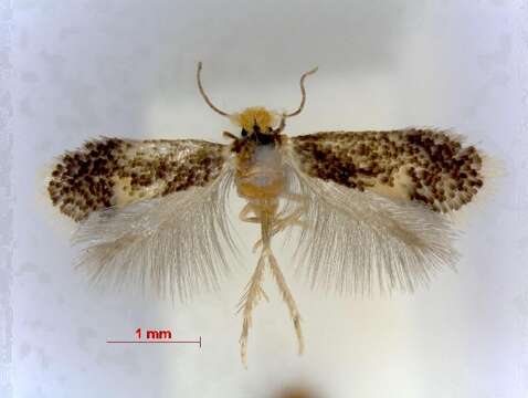 Image of Ectoedemia heringella (Mariani 1939) van Nieukerken 1985