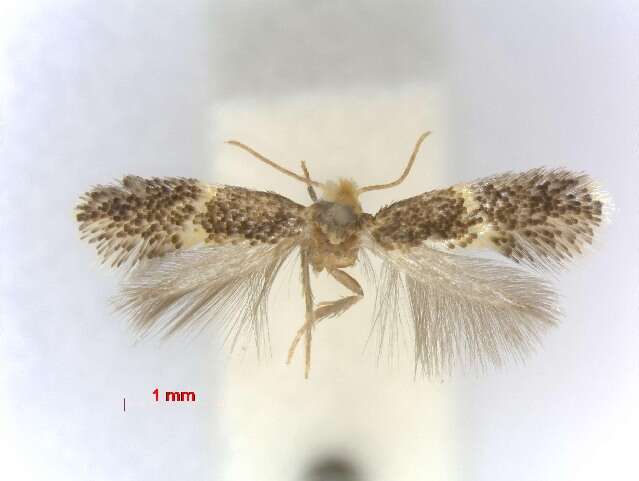 Image of Ectoedemia pubescivora (Weber 1937) van Nieukerken 1985