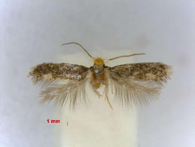 Image of Glaucolepis bupleurella (Chrétien 1907) Diškus et al. 2003