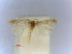 صورة Glaucolepis thymi (Szöcs 1965) Diškus et al. 2003