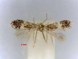 Image of Ectoedemia haraldi (Soffner 1942) Klimesch 1975