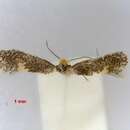 Image of Ectoedemia ilicis (Mendes 1910) van Nieukerken 1985