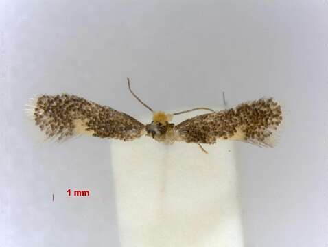 Image of Ectoedemia ilicis (Mendes 1910) van Nieukerken 1985