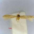 Image of Trifurcula ortneri (Klimesch 1951) van Nieukerken 1986