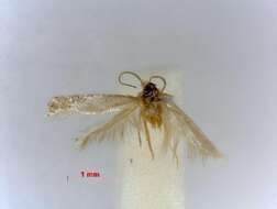 صورة Glaucolepis thymi (Szöcs 1965) Diškus et al. 2003