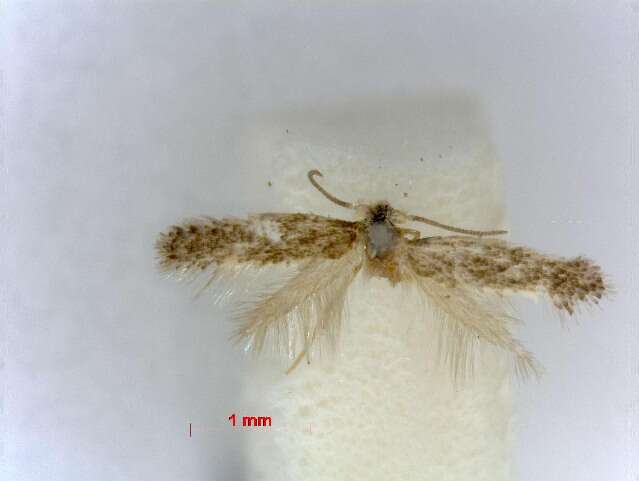 Image of Glaucolepis istriae (A. Laštuvka & Z. Laštuvka 2000) Diškus et al. 2003