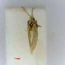 Image of Glaucolepis bleonella (Chrétien 1904) Puplesis 1994