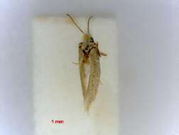 Image of Glaucolepis bleonella (Chrétien 1904) Puplesis 1994