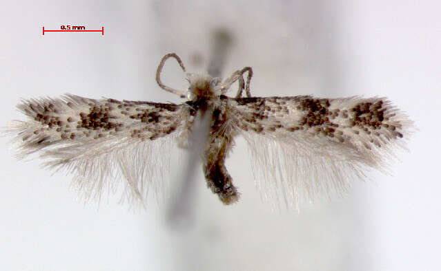 Image of Simplimorpha promissa (Staudinger 1870) van Nieukerken 1986