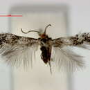 Image of Acalyptris bicornutus (Davis 1978) Puplesis et al. 2000