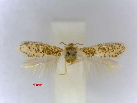 Image of Ectoedemia gilvipennella (Klimesch 1948) van Nieukerken 1985