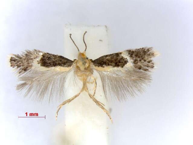 Plancia ëd Ectoedemia leucothorax van Nieukerken 1985