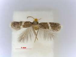 Image of Ectoedemia erythrogenella (Joannis 1908) Emmet 1974