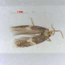 Ectoedemia ornatella Puplesis 1984 resmi