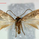 Image of Trifurcula squamatella Stainton 1849