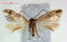 Sivun Trifurcula squamatella Stainton 1849 kuva