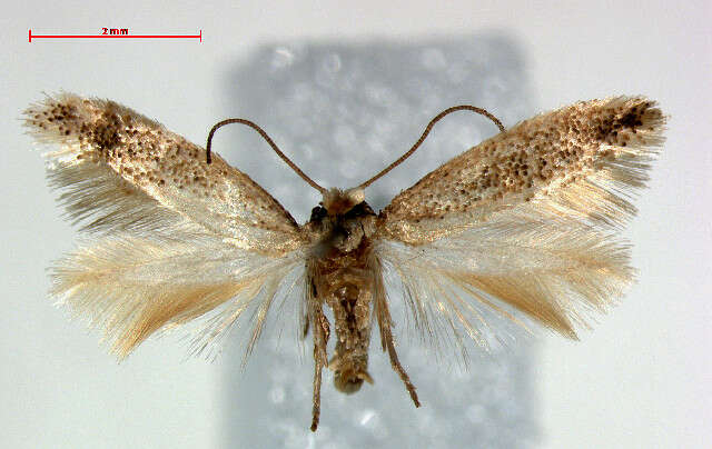 Sivun Trifurcula squamatella Stainton 1849 kuva