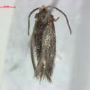 صورة Stigmella aladina Puplesis 1984