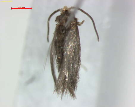 Image of Stigmella aladina Puplesis 1984