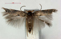Image of Essex Bent-wing