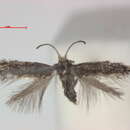 Image of Glaucolepis hamirella (Chrétien 1915) Diškus et al. 2003