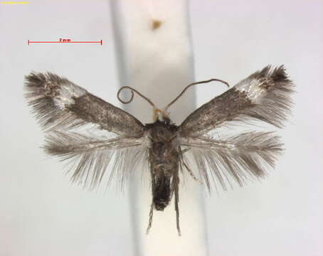 Stigmella costaricensis van Nieukerken & Nishida ex van Nieukerken et al. 2016 resmi