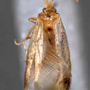 Image of Zimmermannia