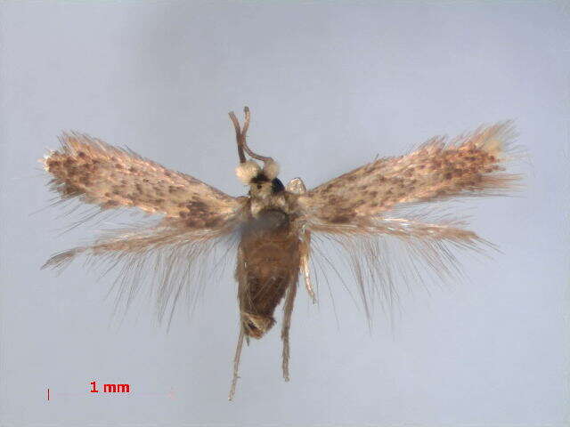 صورة Stigmella macrocarpae (Freeman 1967) van Nieukerken et al. 2016