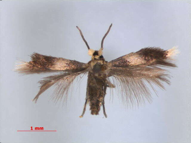 Image of Stigmella nigriverticella (Chambers 1875) Newton et al. 1982