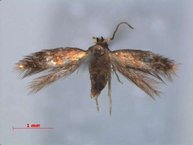 Image of Stigmella quercipulchella (Chambers ex Hayden 1882) Wilkinson et al. 1979